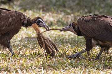 Vultures in a tug-of-war over food.