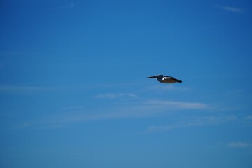 In flight pelican at Lake Argyle in Western Australia