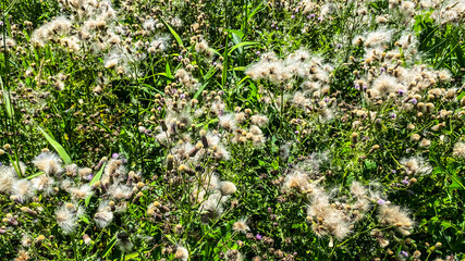 Creeping Thistles are plants in the outdoors of nature. This portrait shows their fuzzy details in the background.
