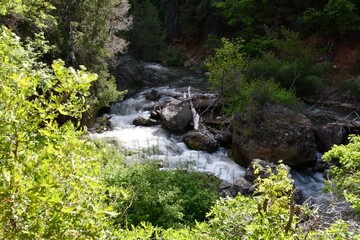 Serene Forest Stream Surrounded by Lush Greenery