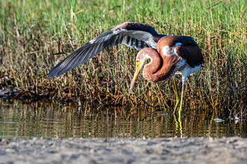 Tricolored Heron
