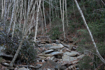 Tree in the woods with rock path