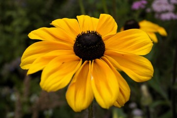 Close up of a black-eyed Susan, or Rudbeckia hirta: A yellow flowering plant from the Asteraceae family and the state flower of Maryland 