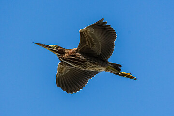 Green Heron in flight