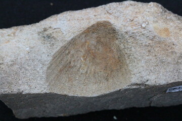 F&oacute;ssil de Molusco