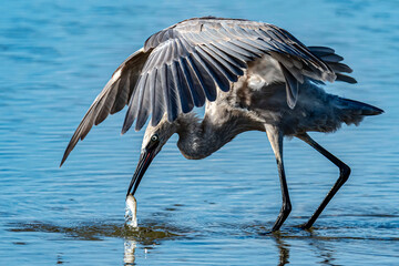 Reddish Egret with catch