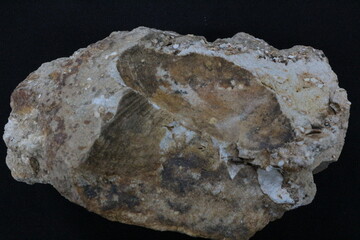 Molusco f&oacute;ssil