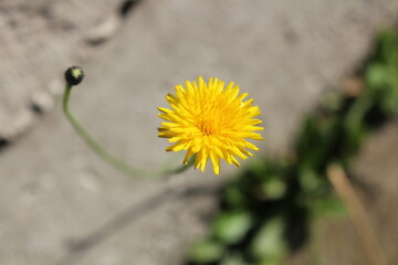 Flor Dente de Le&atilde;o