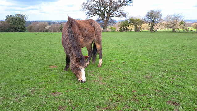 Happy pony horse munching on fresh spring grass in its field, enjoying the sweet sugary grass and getting fat, risking illness such as laminitis which cause lameness .