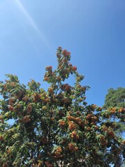 yellow mountain ash blue sky green foliage