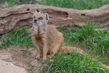 Portrait of a yellow mongoose (cynictis penicillata)