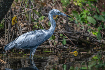 Juvenile little blue heron wading in shallow water in the shade.