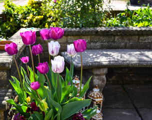 Beautiful pot of brightly coloured tulip flowers growing in an old stone pot by the side of an old...