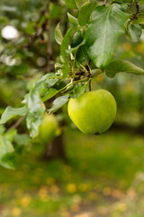 apples on tree