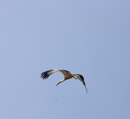 Storch im Anflug – Vogel in Bewegung