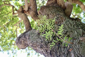 tree in the park