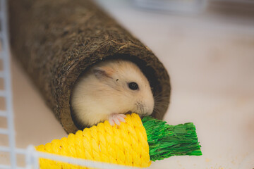 Cute white Russian hamster in a cage playing with a yellow carrot