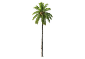 A tall coconut palm tree isolated on transparent background, reaching for the sky