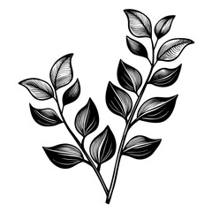 Engraved Botanical Illustration of Leaves on a Branch