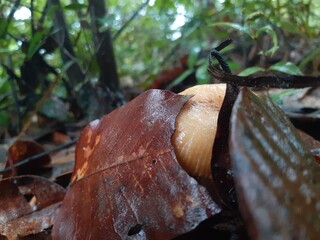 Naklejka premium Poisonous mushrooms in the rainforest