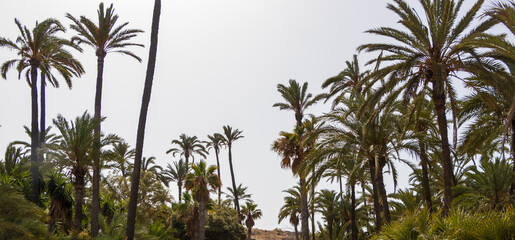 Obraz premium Lush palm tree landscape viewed against a clear sky. Tropical plants create a serene atmosphere ideal for relaxation. Captured in a sunlit setting.