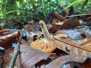 Poisonous mushrooms in the rainforest