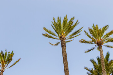 Group of palm trees with lush green fronds against a clear blue sky, creating a vibrant tropical atmosphere. Ideal for travel, nature, or leisure themes.