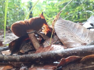 Poisonous mushrooms in the rainforest