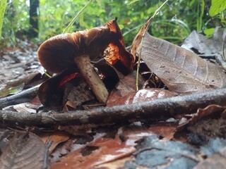 Poisonous mushrooms in the rainforest