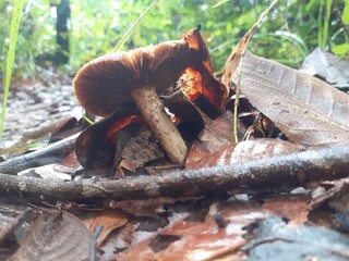 Poisonous mushrooms in the rainforest