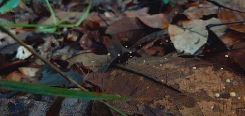 Poisonous mushrooms in a damp forest after rain