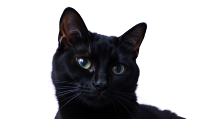 Black cat on a white background. AI-generated
