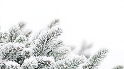 Snowy pine branches against white