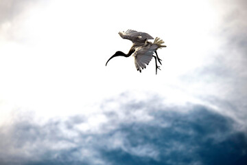 Fototapeta premium Australian White Ibis (Threskiornis molucca) in flight