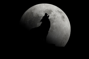 Wolf howling at the moon. Small size wolf © Philip