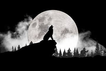 Black and white wolf howling at the moon © Philip