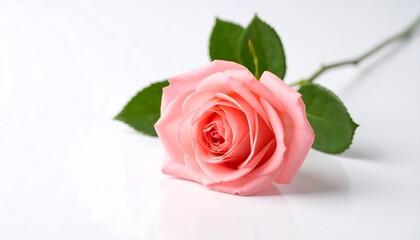 Delicate pink rose on white surface