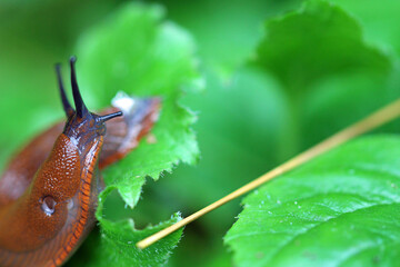snail on leaf