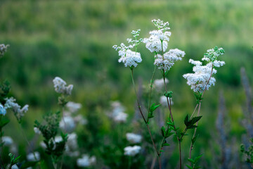White wildflowers blooming in a green meadow at late summer