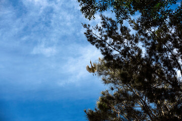 Cattle Egret (Ardea ibis)