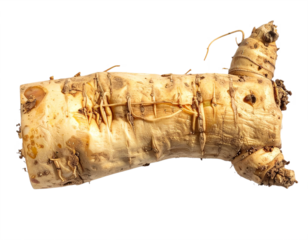 Discover the natural goodness of a whole horseradish root, perfect for culinary creations and healthy living