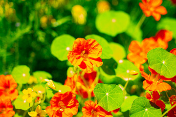 Bright orange nasturtium flowers in full bloom surrounded by lush green leaves. Vivid summer colors and shallow depth of field create a vibrant, cheerful garden atmosphere