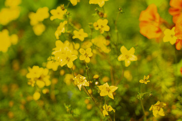 Close-up of vibrant yellow wildflowers blooming in a sunlit garden. Soft focus and bright colors...