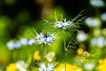 Close-up of blue Nigella damascena flowers blooming in a sunny summer garden. Delicate petals and feathery green leaves create a soft, dreamy floral background. Nature in full beauty