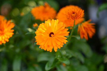 Close-up of bright orange marigold flowers blooming in a garden. Vivid petals and lush green background create a vibrant, natural scene perfect for botanical and seasonal themes