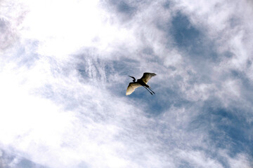 Great Egret (Ardea alba) in flight
