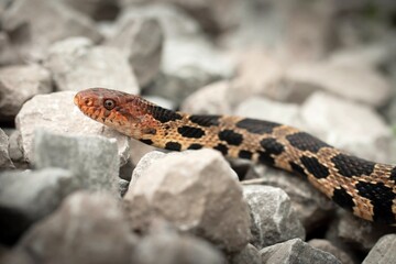 Eastern Fox snake head macro portrait 