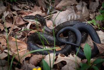 Gray Rat snake portrait