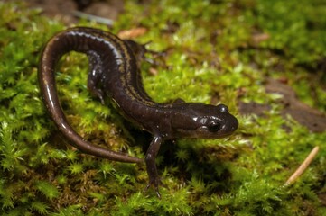Long-toed salamander macro field guide portrait 
