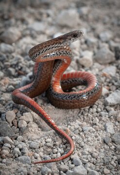 Northern Redbelly Snake macro portrait 